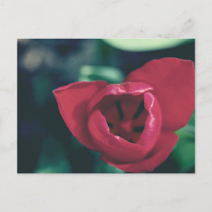 Red Vintage Tulip Postcard