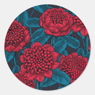Red waratah flowers classic round sticker