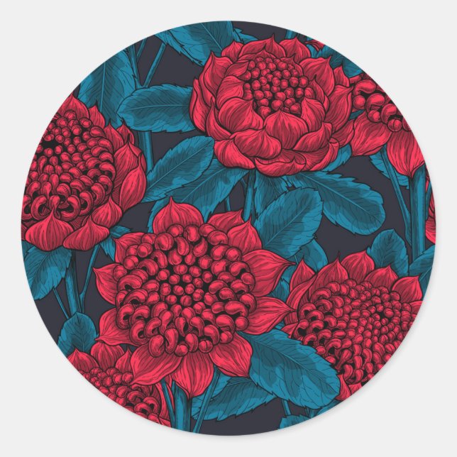 Red waratah flowers classic round sticker (Front)