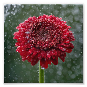 Red Water Droplet Flower Photo Print