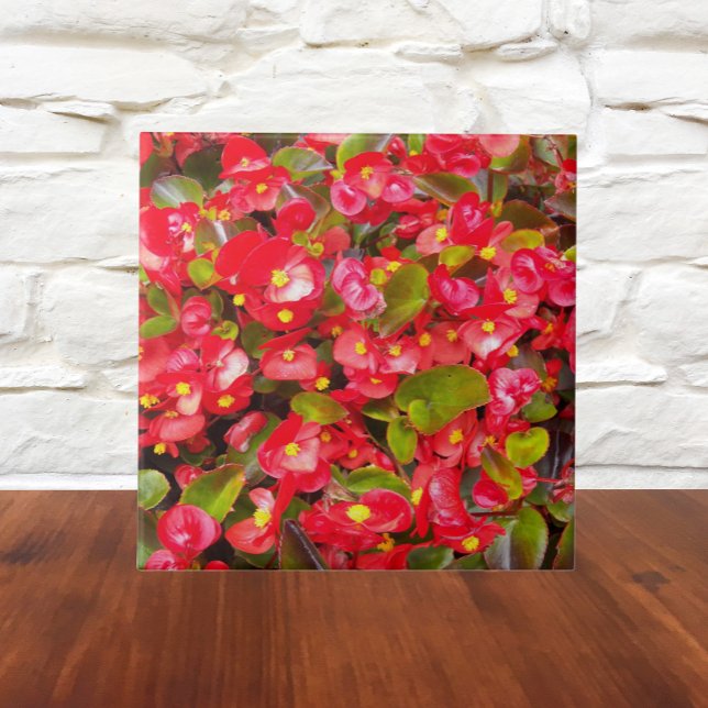 Red Wax Begonias Floral Ceramic Tile (In Situ)