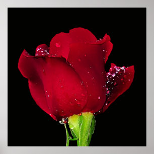 Red Wedding Rose Poster