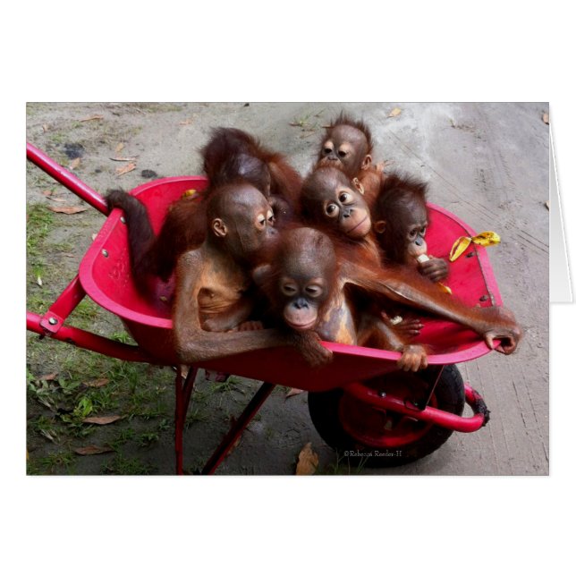 Red Wheelbarrow Orangutan Babies (Front Horizontal)