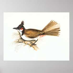 Red-Whiskered Bulbul bird wildlife nature painting Poster