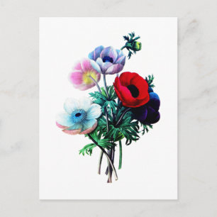 Red White And Blue Anemones by Redoute Postcard