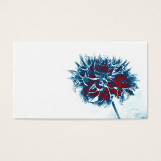 red white and blue chrysanthemum
