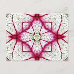 Red, White and Green Caladium Kaleidoscope Postcard