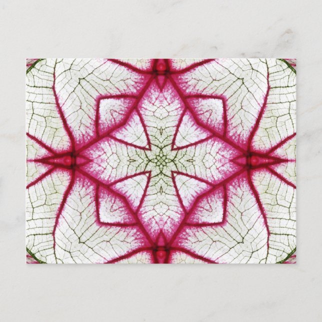 Red, White and Green Caladium Kaleidoscope Postcard (Front)