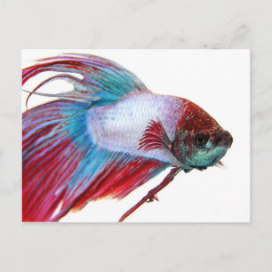 Red White & Blue (Fish on white background) Postcard