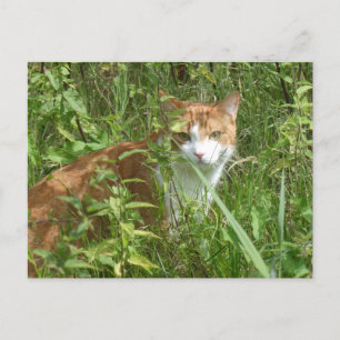 Red White Cat with Green Eyes DIY Postcard