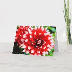 Red &White Painted Tip Dahlia’s Watercolor Holiday Card