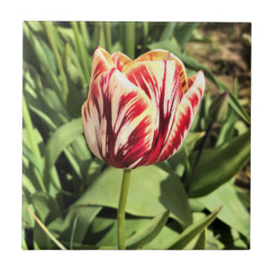 Red & White Tulip Ceramic Tile