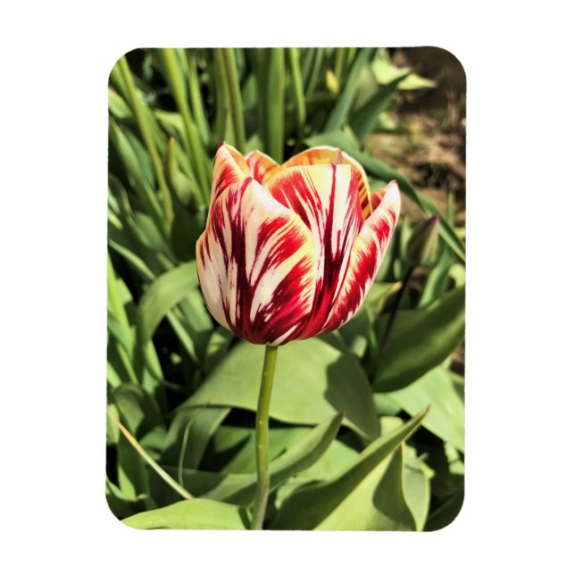 Red & White Tulip Magnet (Vertical)