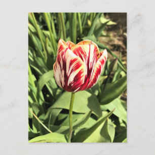 Red & White Tulip Postcard