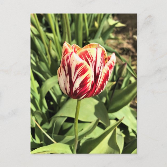 Red & White Tulip Postcard (Front)