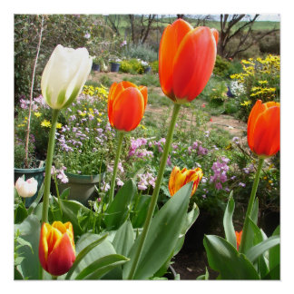 Red White Tulip Tulips Spring Nature Garden Poster