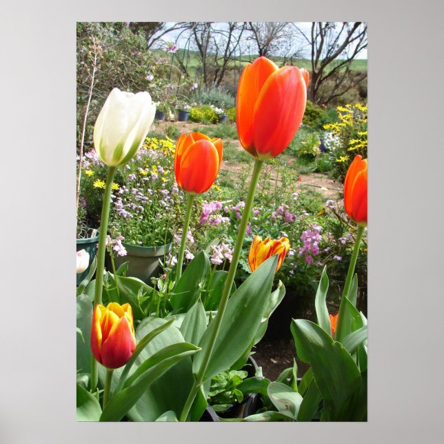 Red White Tulip Tulips Spring Nature Garden Poster (Front)