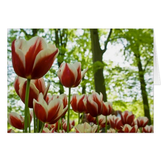 Red & White Tulips DSC0869 Card