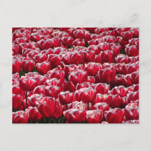Red White Tulips Pattern DIY Postcard