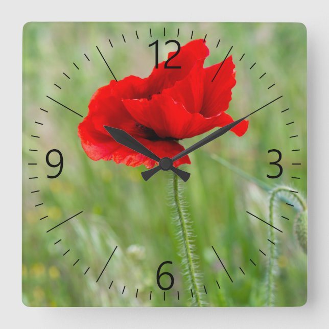 Red wild poppy flower square wall clock (Front)