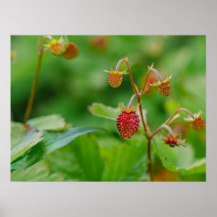 Red Wild Strawberry Still Growing Garden Photo Poster
