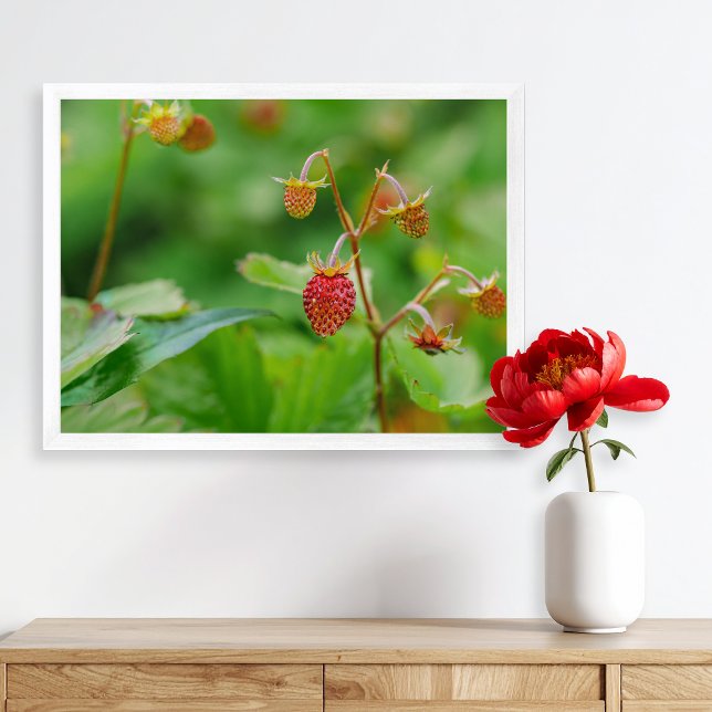 Red Wild Strawberry Still Growing Garden Photo Poster (Please note: This image is a digital mockup. The product may not be in scale.)