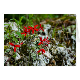 Red Wildflower on Rock