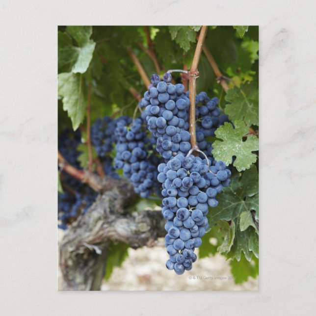 Red wine grapes on the vine postcard (Front)