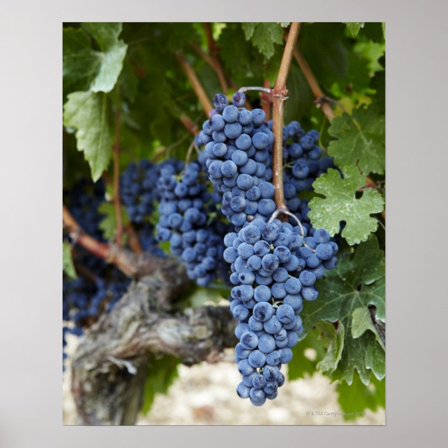 Red wine grapes on the vine poster (Front)