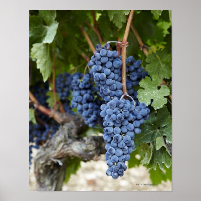 Red wine grapes on the vine poster (Front)
