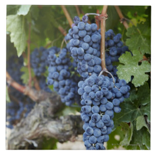 Red wine grapes on the vine tile