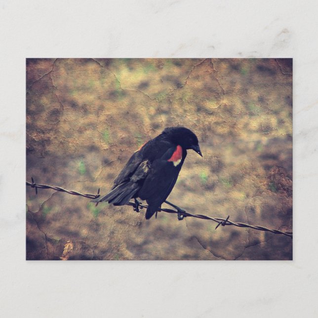Red Wing Blackbird on Barbed Wire Postcard (Front)