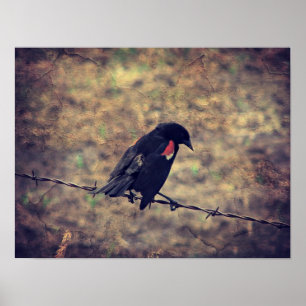 Red Wing Blackbird Poster