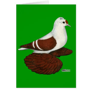 Red Wing Pigeon