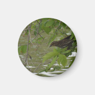 red winged black bird Fishing from a tree branch Magnet