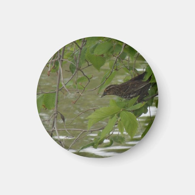 red winged black bird Fishing from a tree branch Magnet (Front)