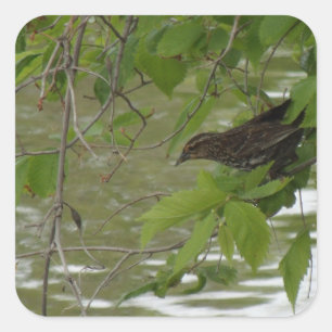 red winged black bird Fishing from a tree branch Square Sticker