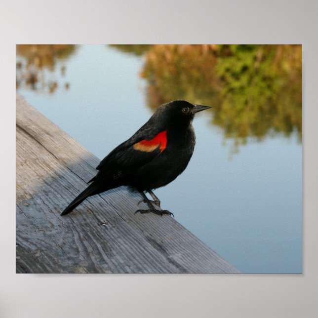 Red Winged Black Bird Poster (Front)
