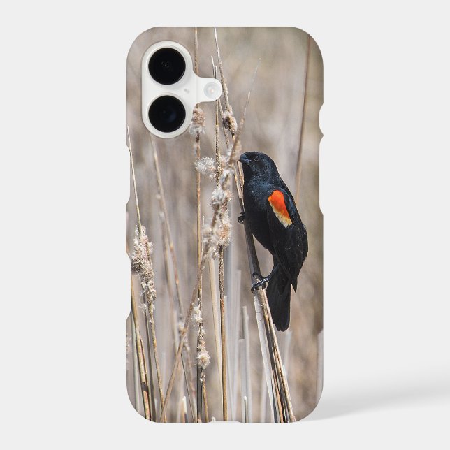 Red Winged Blackbird (Back)