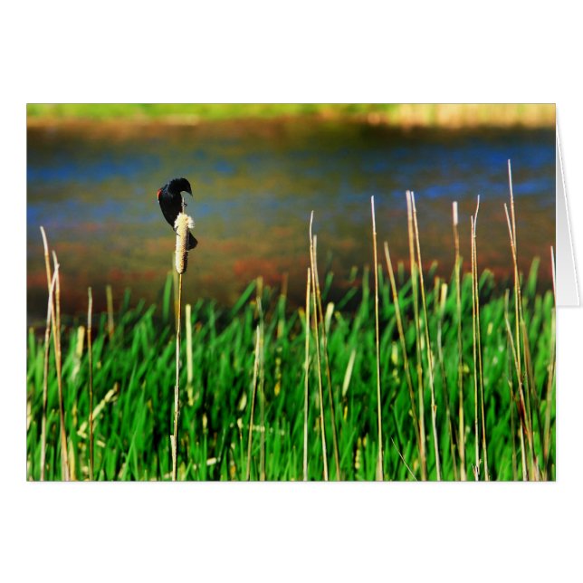 Red Winged Blackbird (Front Horizontal)