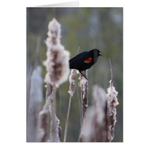 Red-winged Blackbird (Agelaius phoeniceus)