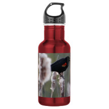 Red-winged Blackbird (Agelaius phoeniceus)