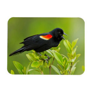 Red-Winged Blackbird (Agelaius Phoeniceus) Magnet