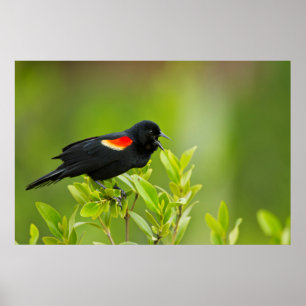 Red-Winged Blackbird (Agelaius Phoeniceus) Male Poster