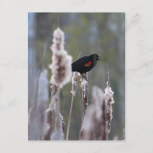 Red-winged Blackbird  (Agelaius phoeniceus) Postcard