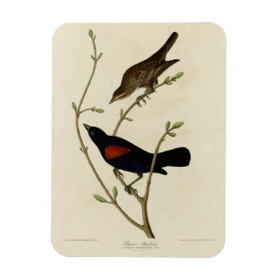 Red-winged Blackbird - Audubon's Birds of America Magnet