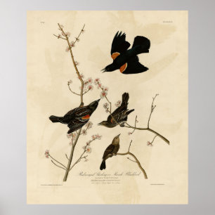 Red winged Blackbird - Audubon's Birds of America Poster