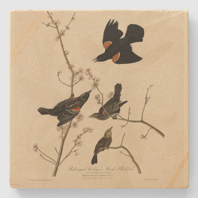 Red winged Blackbird - Audubon's Birds of America Stone Coaster (Front)