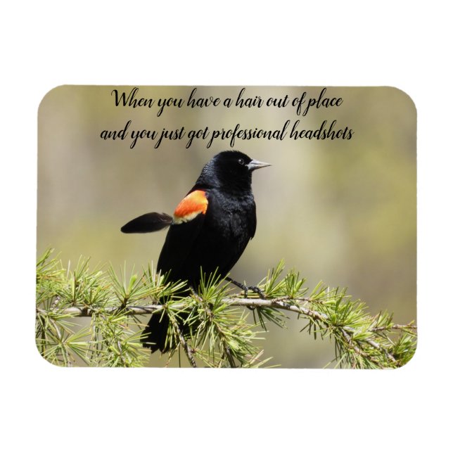 Red Winged BlackBird -Bad hair day text Magnet (Horizontal)