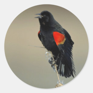 Red-winged Blackbird Classic Round Sticker